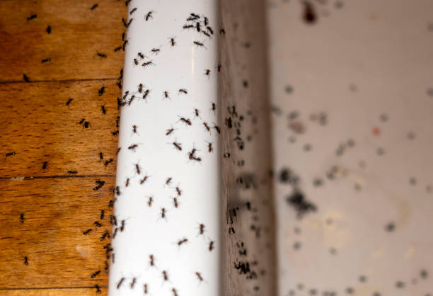 Best Commercial Pest Control Services  in Brandon, SD